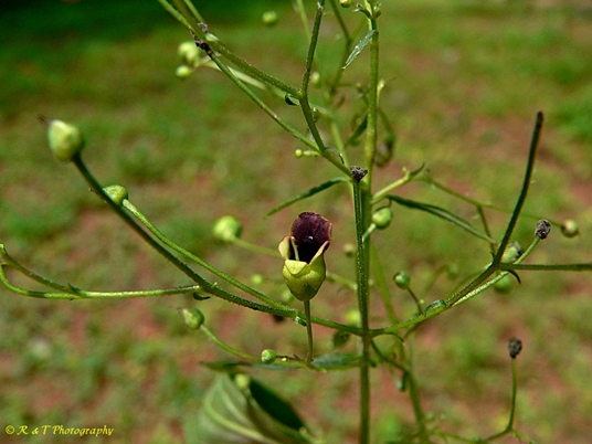 {Scrophularia marilandica}